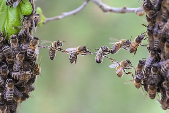 Bienenbund zur Gründung